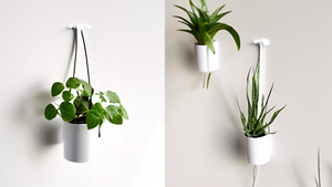 Hang Your Plants with Ease: Adhesive Hooks for Greenery